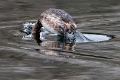 2024-03-06 Parc de Chantereines-6786_DxO