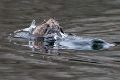 2024-03-06 Parc de Chantereines-6787_DxO