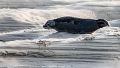 Phoques Berck-0804_DxO