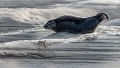 Phoques Berck-0810_DxO