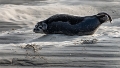 Phoques Berck-0811_DxO