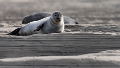 Phoques Berck-0814_DxO