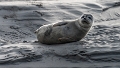 Phoques Berck-0815_DxO