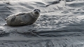 Phoques Berck-0816_DxO