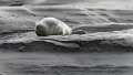 Phoques Berck-0818_DxO