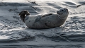 Phoques Berck-0821_DxO