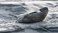 Phoques Berck-0822_DxO