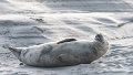 Phoques Berck-0823_DxO