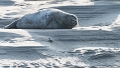 Phoques Berck-0826_DxO