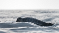 Phoques Berck-0829_DxO