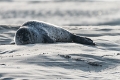 Phoques Berck-0830_DxO