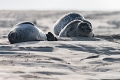 Phoques Berck-0831_DxO