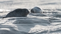 Phoques Berck-0834_DxO