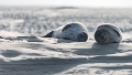 Phoques Berck-0837_DxO